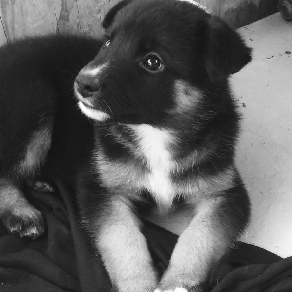 Meet your Posher, Jasmine